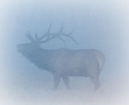 Simple home-made blinds can put you in range of "trophies" like this fine elk.